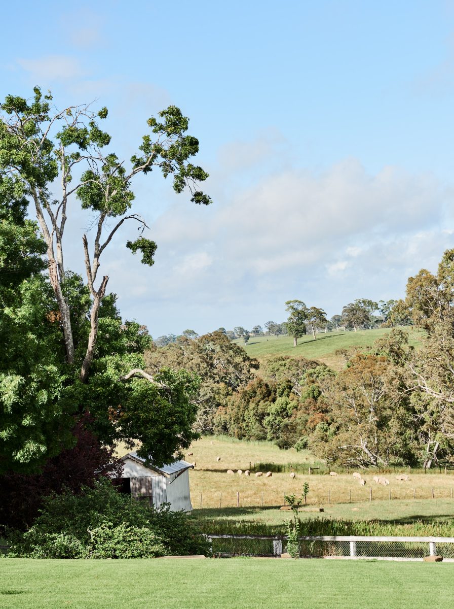 Rolling Green Hills With Grazing Sheep, A Rustic White Farm Shed, And Native Eucalyptus Trees Under A Bright Blue Sky In Casterton, Victoria.