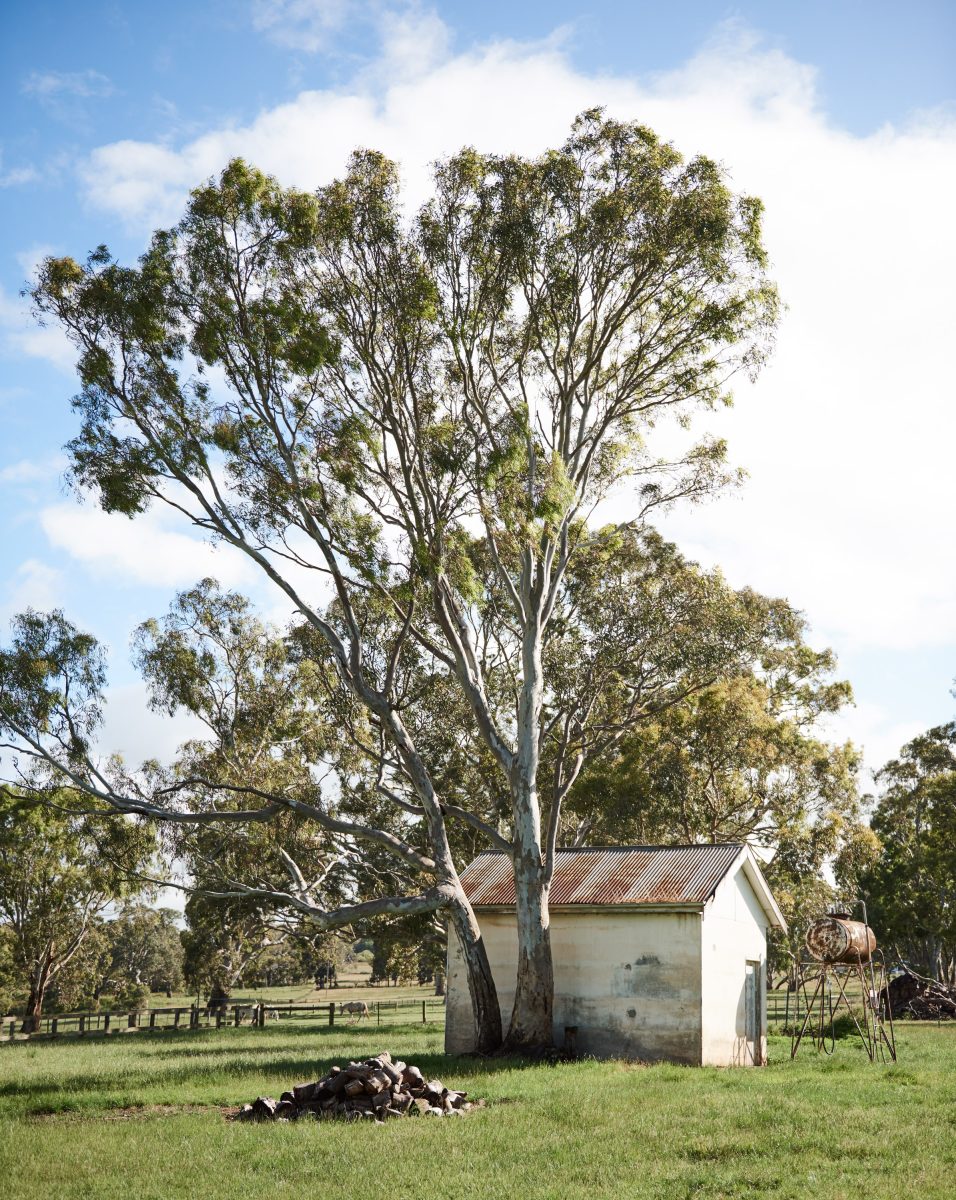 A Small White Farm Shed And A Rusty Water Tank Stand Under A Large Spreading Eucalyptus Tree On A Green Pasture In Casterton.